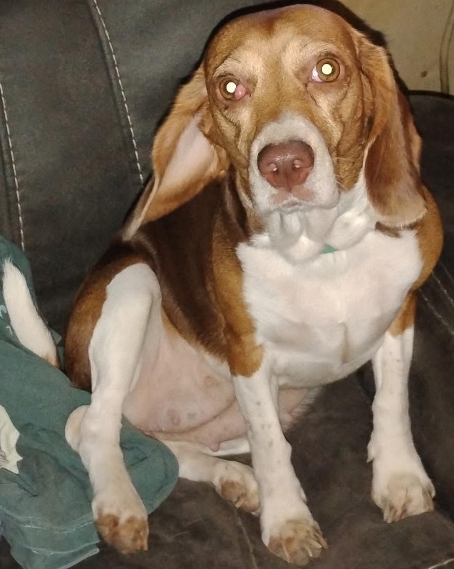 dog092626